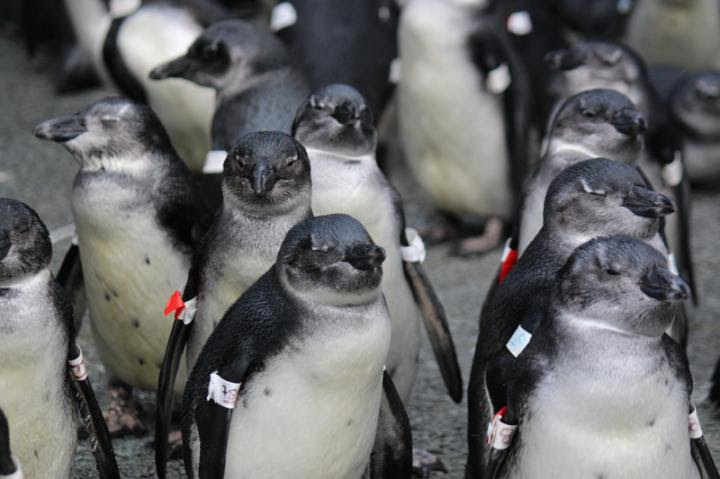 Survival rate of African penguins is decreasing, thanks to overfishing and anthropogenic climate change (Image by SANCCOB)
