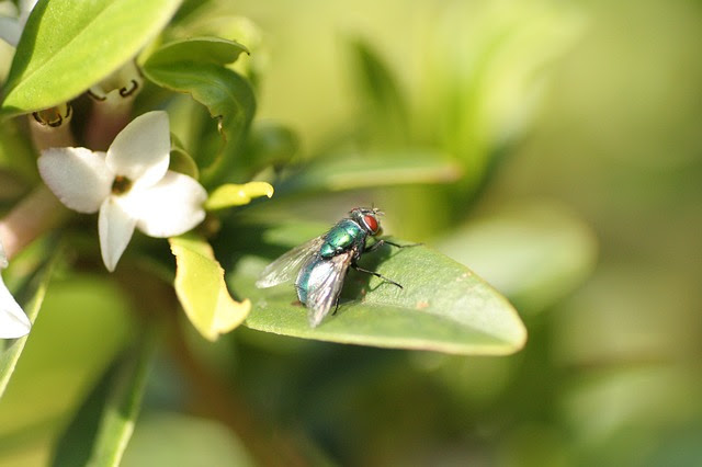 green bottle fly