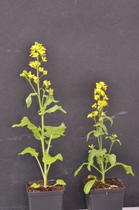 Plants pollinated for 9 generations by bumblebees (left) and by hoverflies (right).  (Gervasi and Schiestl)