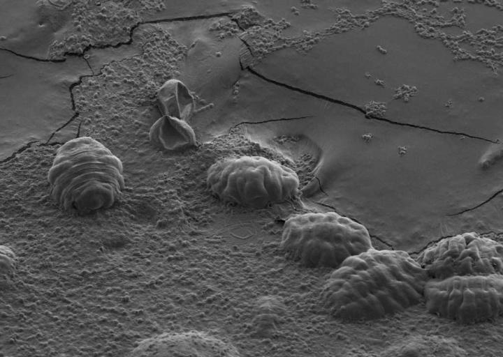 A scanning electron micrograph of 6 tardigrades in their tun state. When tardigrades dry out, they retract their legs and heads within their cuticle, forming a ball-like 'tun.' (Image by T.C. Boothby)