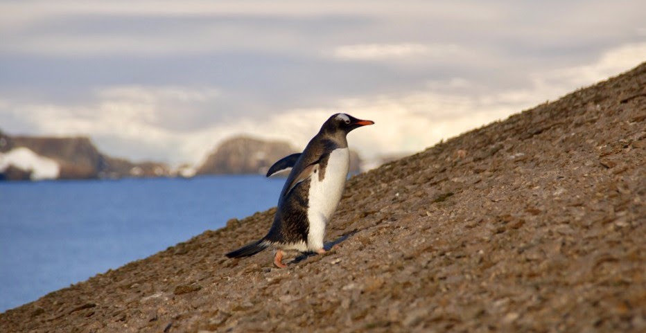 Gentoo penguins climbing slopes to the nesting colony on Ardley Island. (Image by Stephen Roberts)