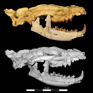 A Hyaenodont skull. (Image by Matthew Borths)