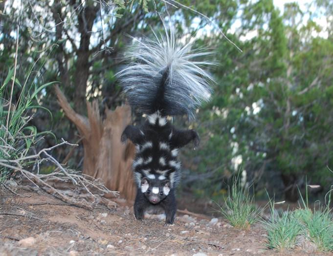 Western spotted skunk is shown doing its characteristic hand-stand when spraying. (Image by Jerry W. Dragoo)