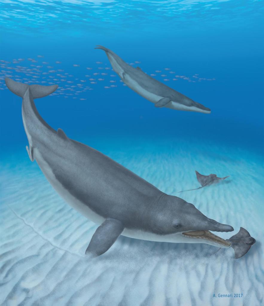 New toothed fossil the missing link between ancient and modern baleen