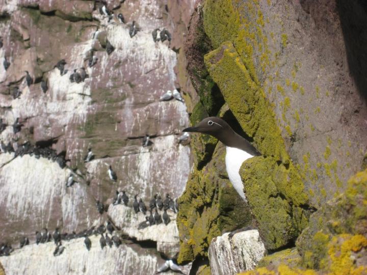 Common murre parents share information about their condition and compensate when one is struggling. (Image by L. Takahashi)
