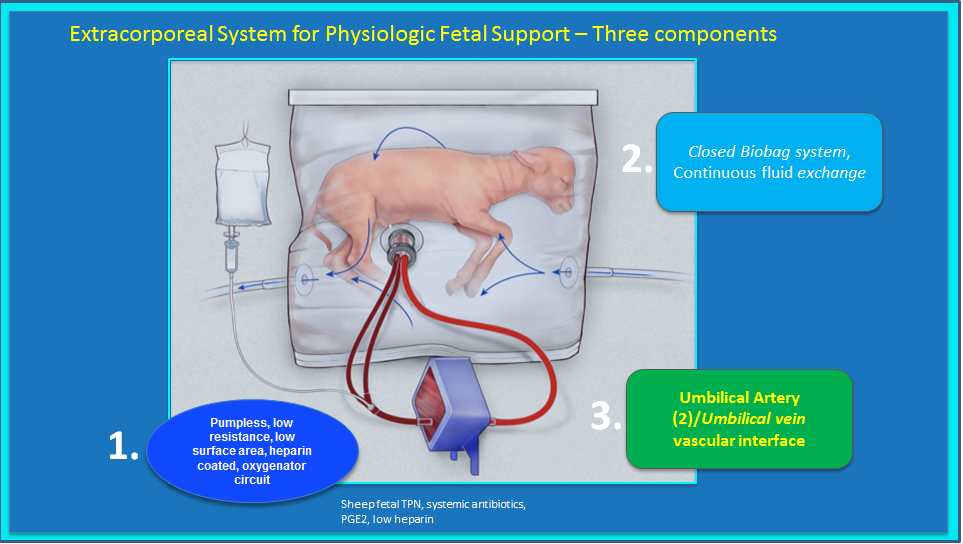 The extracorporeal system for physiologic fetal support for a premature lamb fetus (Image by The Children’s Hospital of Philadelphia)