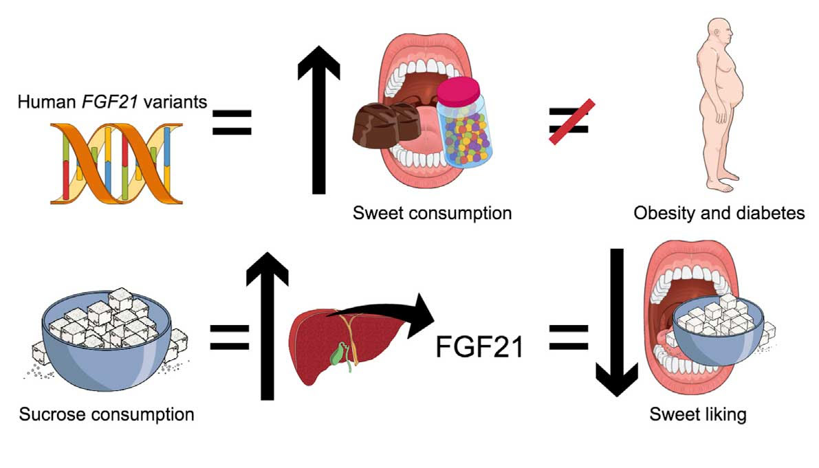 This visual abstract depicts the findings of Søberg, Sandholt, and colleagues who link the hepatokine FGF21 to increased sweet consumption in humans, potentially by acting on the central reward system. (Image by Søberg, et al./Cell Metabolism 2017)
