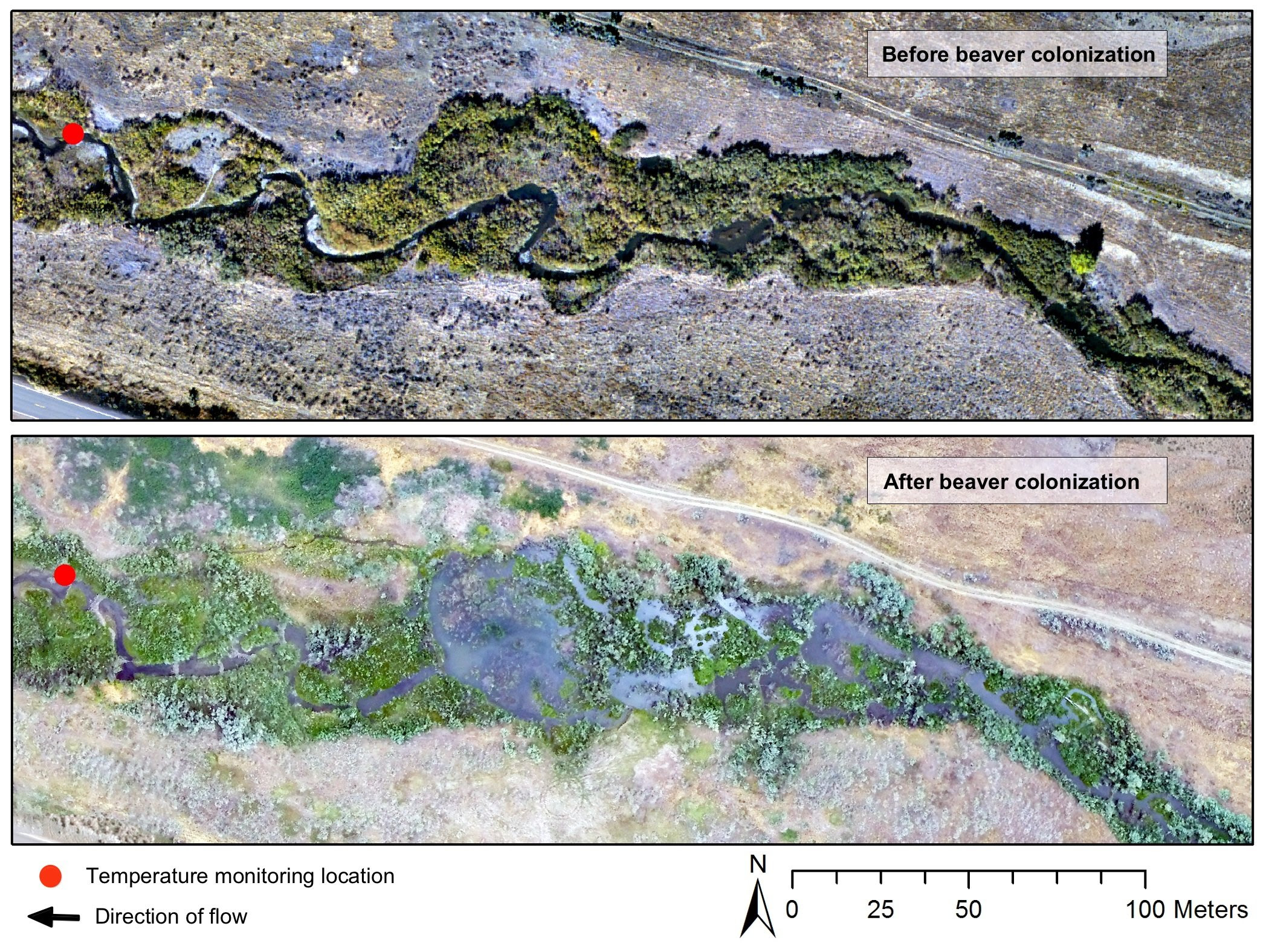 Beaver dams can regulate temperatures to keep important fish habitat