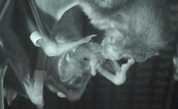 Vampire bats sharing food (Image by Gerry Carter)