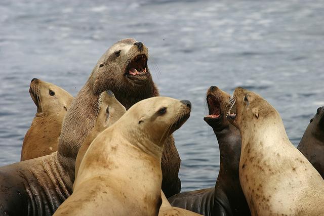 Steller sea lions (Image via David B. Ledig/USFWS)