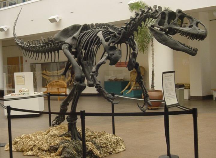 This is an Allosaurus fragilis skeleton mounted in the lobby of the San Diego Natural History Museum. (Image via Wikipedia Creative Commons)