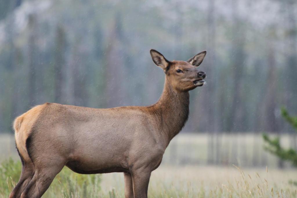 A young female elk. (Image by Mark Boyce)