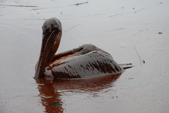 Oiled pelicans came onshore in Louisiana in 2007. (Image by Louisiana GOHSEP via Flickr CC BY 2.0 SA)