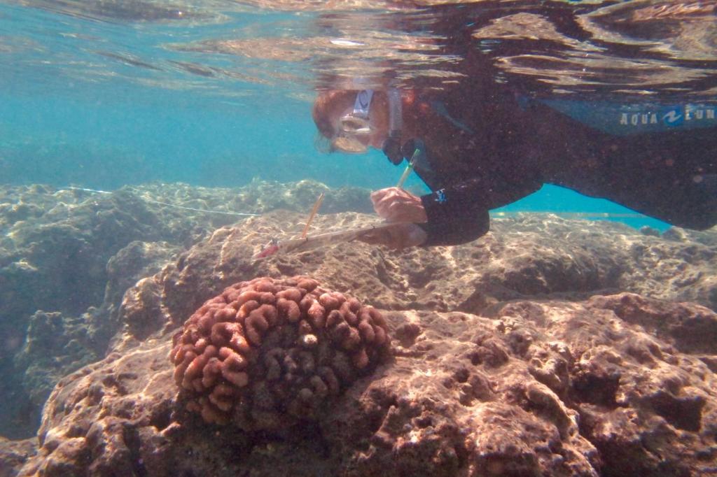 Dr. Ku'ulei Rodgers conducting coral bleaching survey. (Image by Keisha Bahr)