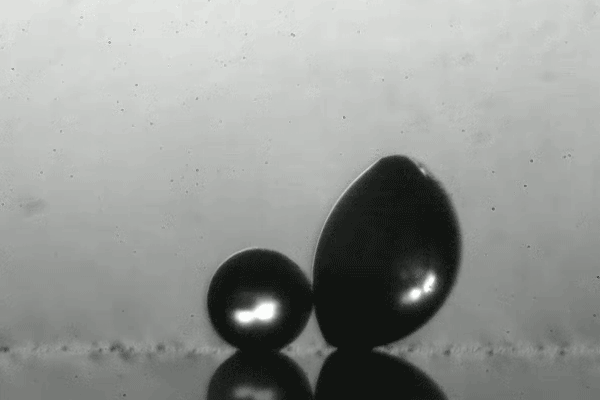 In this model, based on an inkjet printer and enlarged models of spores, a high-speed camera shows how spores use the physics of merging droplets to uniformly launch themselves out into the world (Image by Chuan-Hua Chen, Duke University)