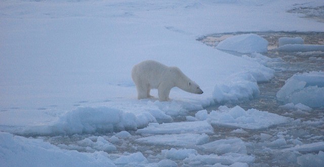 Polar bear on sea ice near Beaufort Sea,  Alaska. (Image by anim1865 via Flickr CC BY 2.0 )