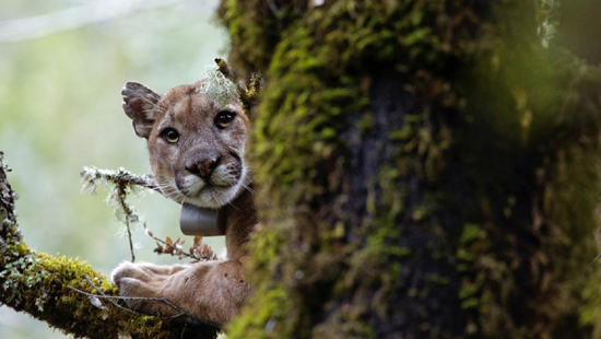 Mountain lions fear humans, fleeing when they hear human voices. (Image by Sebastian Kennerknecht/pumapix.com)