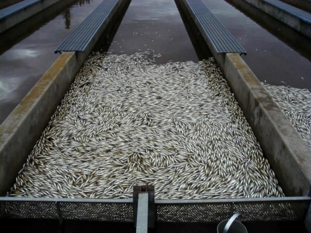 A single hatchery pond of juvenile steelhead trout undergoing an IHNV epidemic. (Credit: Dworshak National Fish Hachery, Orofino, Idaho.)