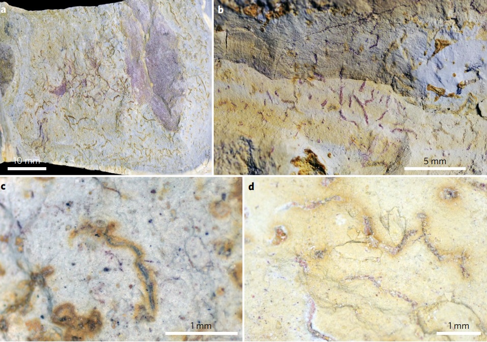 Meiofaunal trace fossils were found (et al.)