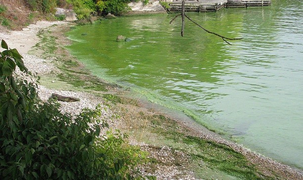 Harmful algae bloom on Lake Erie on Kelley's Island, Ohio. (Image by NOAA Great Lakes Environmental Research Laboratory via Flickr)