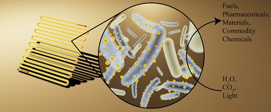 Artist's rendering of bioreactor (left) loaded with bacteria decorated with cadmium sulfide, light-absorbing nanocrystals (middle) to convert light, water and carbon dioxide into useful chemicals (right). (Kelsey K. Sakimoto)