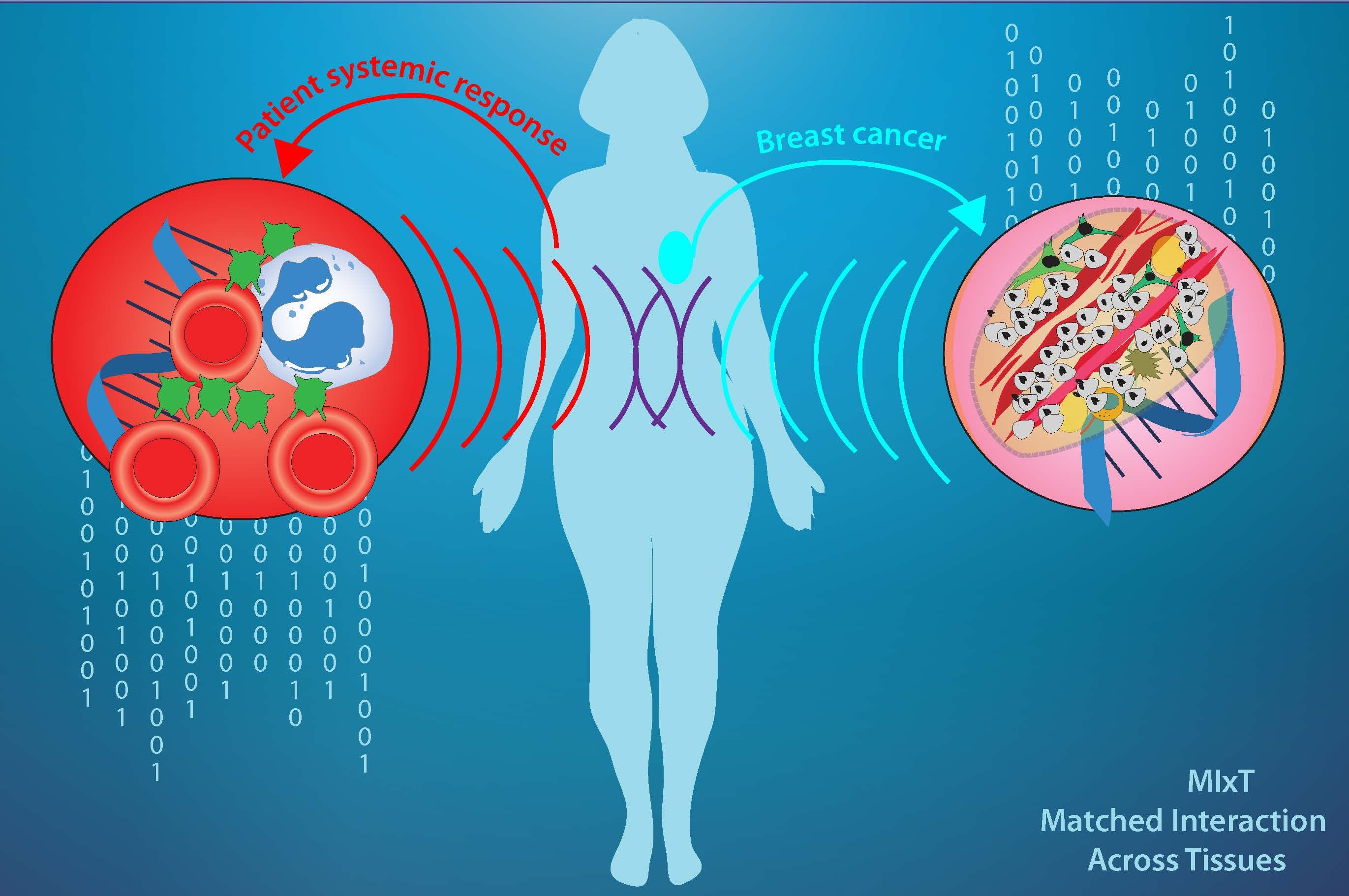 new-software-tool-links-breast-cancer-immune-system-processes