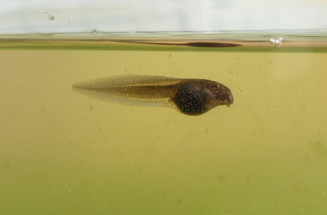 Wood frog tadpole (Lithobates sylvaticus), such as the ones examined in this study.  (Pixabay/CC0)