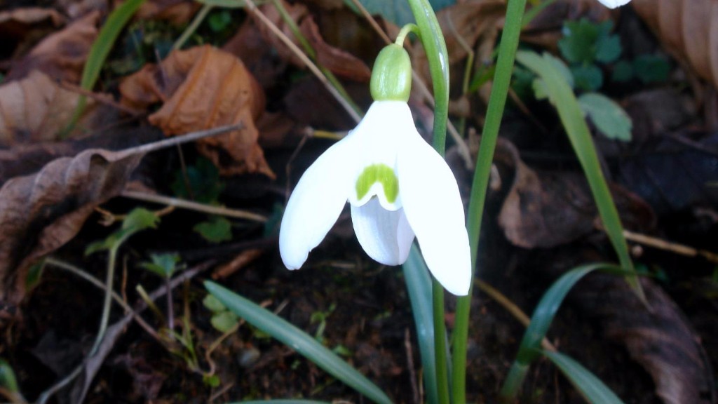 A snowdrop in bloom. Scientists from Utah State University, McGill University, Harvard University, the University of Maryland, Rocky Mountain Biological Laboratory and Boston University announce a statistical estimator that extracts meaningful measures of phenological change from modern and historical plant data. (Image via Karduelis/Wikimedia Commons CC0)