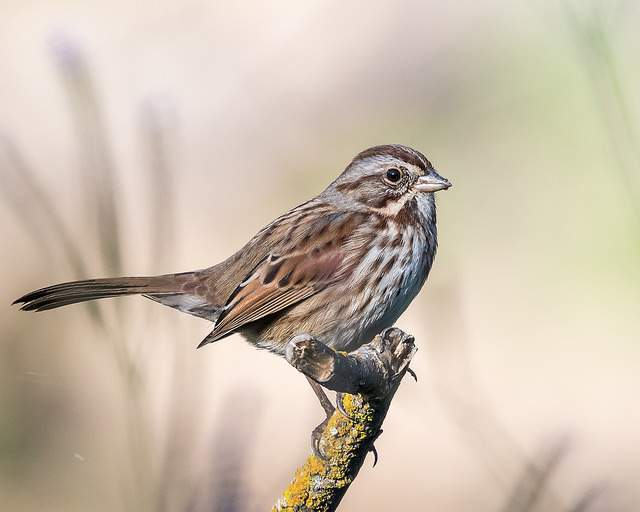 Song Sparrow (Image by Becky Matsubara via Flickr CC BY 2.0