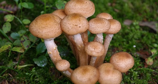 Armillaria fungus (Pixabay/CC0)