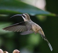 hermit-hummingbird-byCornellCCBY2.0