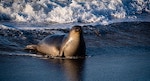 elephant seal, by Anchor Lee, unsplash