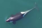 Photo credit: Center for Whale Research, NMFS NOAA Permit 27038