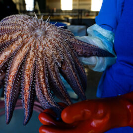 Photo courtesy of Kristina Blanchflower_Hakai Institute