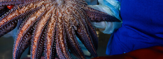 Photo courtesy of Kristina Blanchflower_Hakai Institute