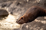 Beaver descending bank towards a creek. Photo credit: Tim Umphreys, Unsplash