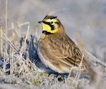 Horned lark, photo by Diana Roberts_Unsplash