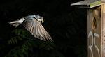 photo of tree swallow in flight approaching a nest box. Credit: Photo: Sherri and Brock Fenton