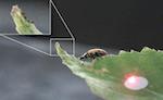 A ladybug approaches a warty birch caterpillar (enlarged in the inset top left) on a birch leaf; credit: Emilie Mauduit