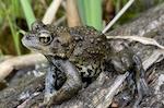 Genetic analysis reveals that the calling western toad is a distinct species from other western toads and is found only in Alberta. Photo credit: credit: Jayna Bergman, University of Ottawa