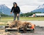 Photo: Grizzly bear cub during rewilding; credit: Alana Paterson
