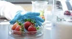 Strawberries in agar. Photo by Clare Kiernan
