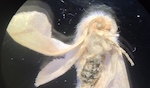 Moth with smoke-damaged wing. Photo credit: Rosa Alicia Castillo Salazar