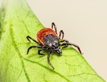 Tick on leaf; photo by Erik Karits, Unsplash