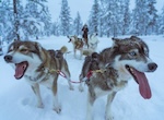 Photo: Brown and white Siberian huskies pull a sled; credit: Ugur Arpaci, Unsplash