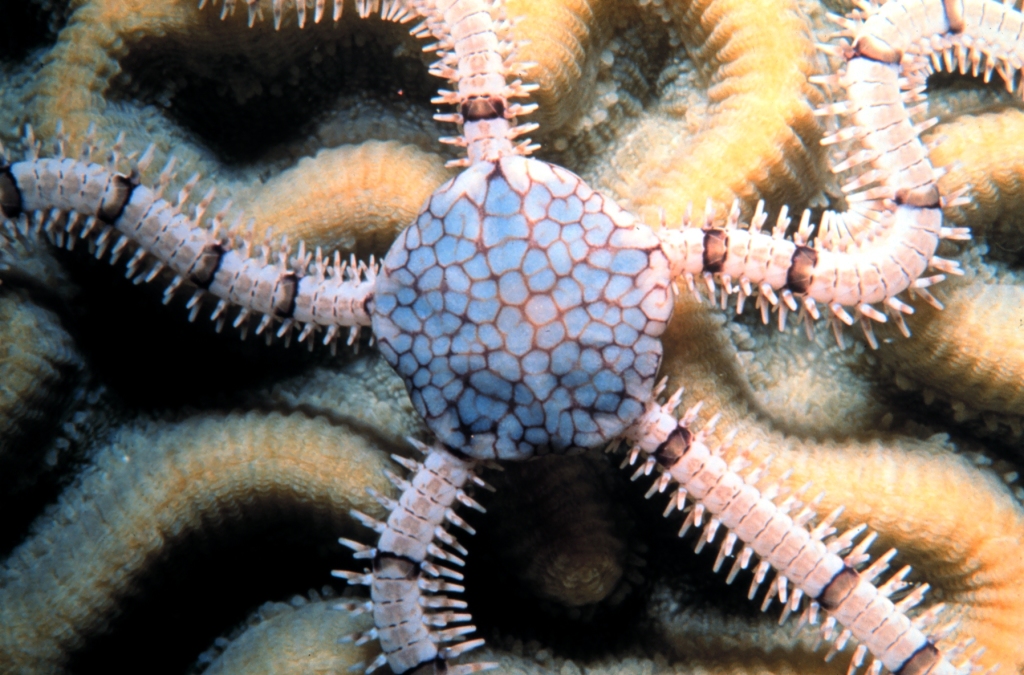 Ophiurida Deep-ocean biodiversity follows a different set of rules | Science ...