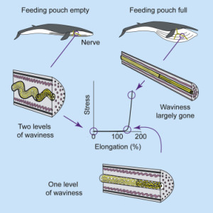 How whale mouth nerves stretch to nearly double their length during ...